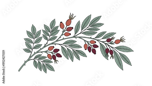 Hand Drawn Botanical Branch with Red Rosehips and Thorns
