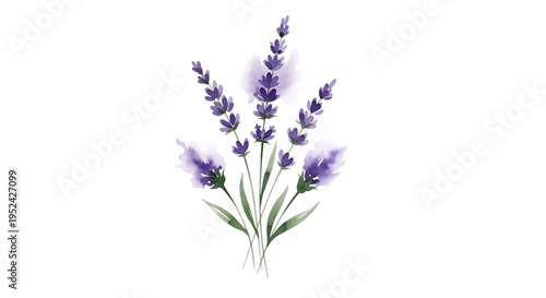 Watercolor painting of a lavender bouquet with delicate purple blooms and green stems, isolated on a transparent background, soft artistic style