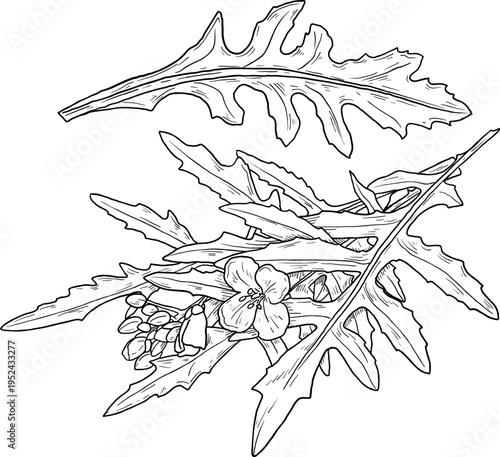 High quality linear realistic vector illustration of a Arugula leaves & flowers. Ideal for menus, restaurant and other establishment designs, cosmetic and product label design. Spice and Herbs