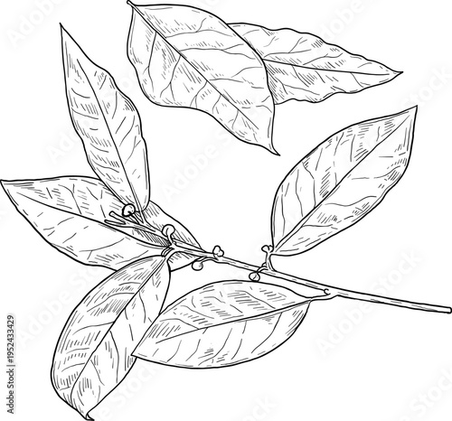 High quality linear realistic vector illustration of a Bay leaves branch. Ideal for menus, restaurant and other establishment designs, cosmetic and product label design. Spice and Herbs