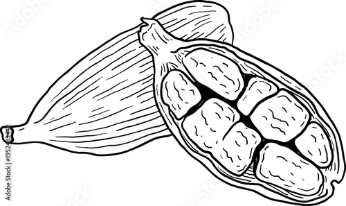 High quality linear realistic vector illustration of a Cardamon seeds. Ideal for menus, restaurant and other establishment designs, cosmetic and product label design. Spice and Herbs