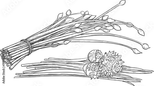 High quality linear realistic vector illustration of a Chives branch. Ideal for menus, restaurant and other establishment designs, cosmetic and product label design. Spice and Herbs