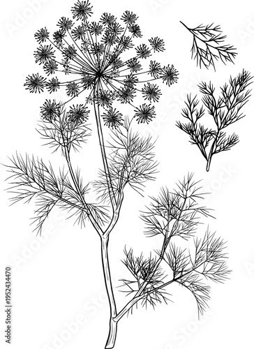 High quality linear realistic vector illustration of a Dill, Anis branches. Ideal for menus, restaurant and other establishment designs, cosmetic and product label design. Spice and Herbs