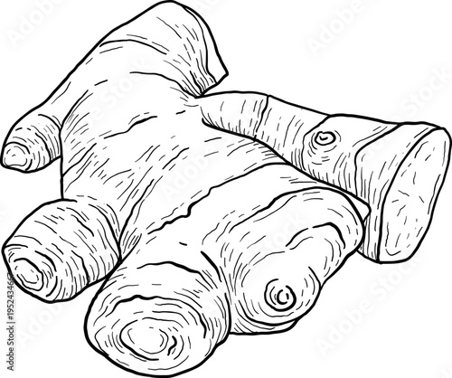 High quality linear realistic vector illustration of a ginger, turmeric root. Ideal for menus, restaurant and other establishment designs, cosmetic and product label design. Spice and Herbs