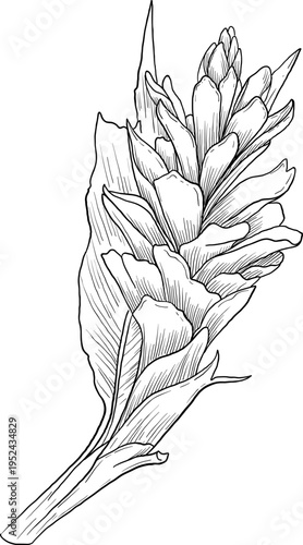 High quality linear realistic vector illustration of a ginger, turmeric flower. Ideal for menus, restaurant and other establishment designs, cosmetic and product label design. Spice and Herbs