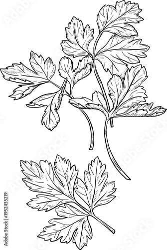 High quality linear realistic vector illustration of a Parsley, Cilantro leaves. Ideal for menus, restaurant and other establishment designs, cosmetic and product label design. Spice and Herbs