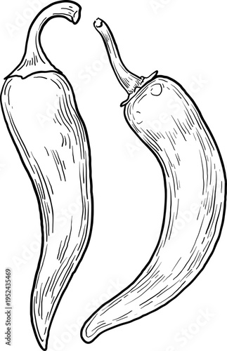 High quality linear realistic vector illustration of a Chill, Paprika peppers. Ideal for menus, restaurant and other establishment designs, cosmetic and product label design. Spice and Herbs