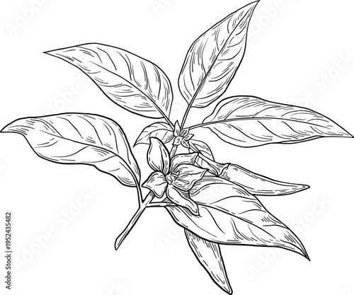 High quality linear realistic vector illustration of a Paprika branch. Ideal for menus, restaurant and other establishment designs, cosmetic and product label design. Spice and Herbs, leaves & flowers
