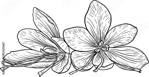 High quality linear realistic vector illustration of a Saffron flowers. Ideal for menus, restaurant and other establishment designs, cosmetic and product label design. Spice and Herbs