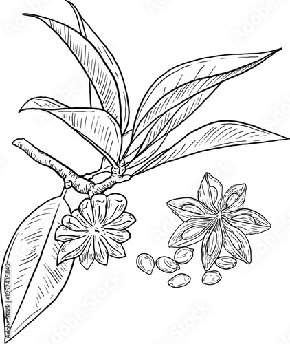 High quality linear realistic vector illustration of a Cinnamon, star Anis branch. Ideal for menus, restaurant and other establishment designs, cosmetic and product label design. Spice and Herbs