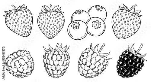Hand-drawn Berry Illustrations: Strawberries, Blueberries, Raspberries, Blackberries