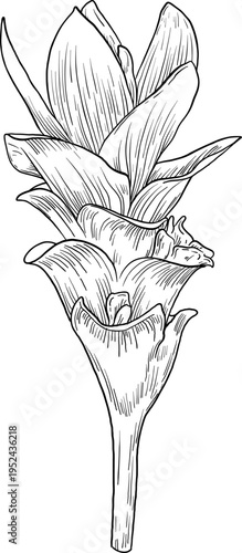 High quality linear realistic vector illustration of a ginger, turmeric flower. Ideal for menus, restaurant and other establishment designs, cosmetic and product label design. Spice and Herbs