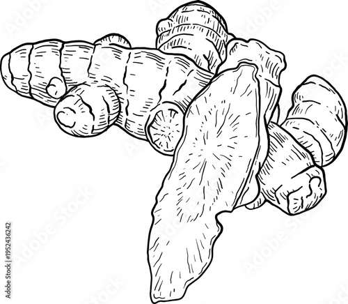 High quality linear realistic vector illustration of a ginger, turmeric root. Ideal for menus, restaurant and other establishment designs, cosmetic and product label design. Spice and Herbs