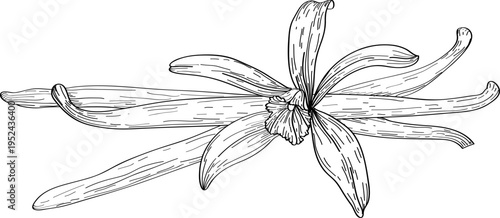 High quality linear realistic vector illustration of a Vanilla pods and flower. Ideal for menus, restaurant and other establishment designs, cosmetic and product label design. Spice and Herbs