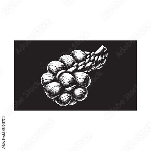 A black and white drawing of a bunch of garlic