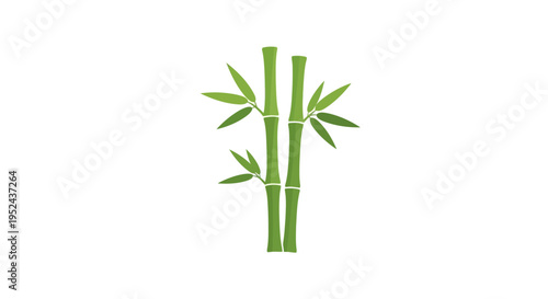 Green Bamboo Stalks with Leaves on White Background