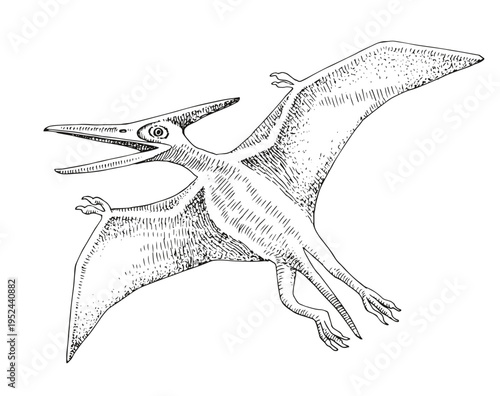 Pterodactyl dinosaur hand drawn vector