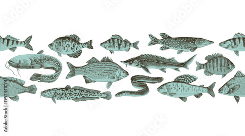 Freshwater fishes vector seamless border