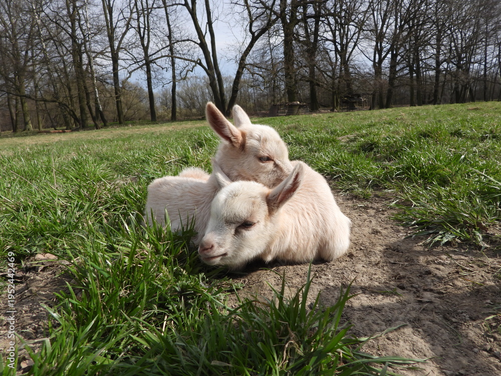 Fototapeta premium Ten days old cute white baby goats on spring meadow during sunny easter holidays.