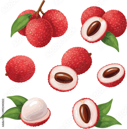Vector illustration of tropical lychee fruits with red skin, juicy white flesh, glossy seeds, and green leaves