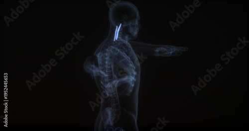 Longissimus capitis muscle in human body. X Ray. Loop