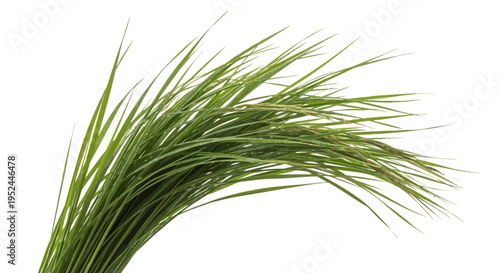 Green grass blades isolated on white.