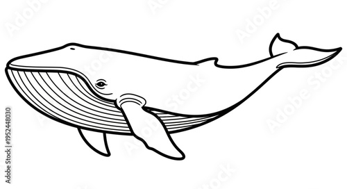 Detailed Line Art of a Majestic Humpback Whale.