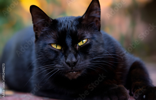 Black cat