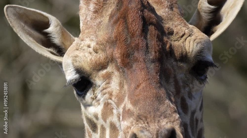 A close-up video of a giraffe's eyes at 60 fps.