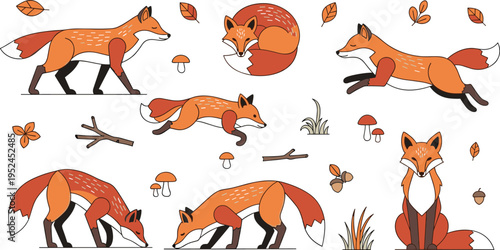 Flat vector illustration set of red foxes in various poses featuring running, sleeping, sniffing, and sitting with autumn leaves, mushrooms, and acorns.