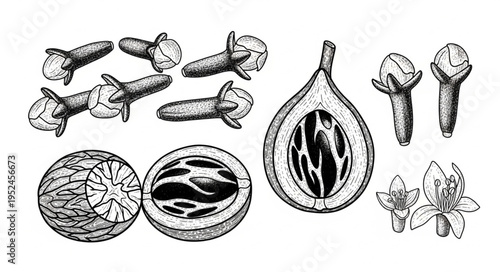 Nutmeg and Cloves - A Detailed Botanical Illustration of Spices.