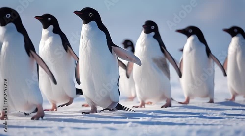 A colony of penguins walking together in snow at Antarctica.