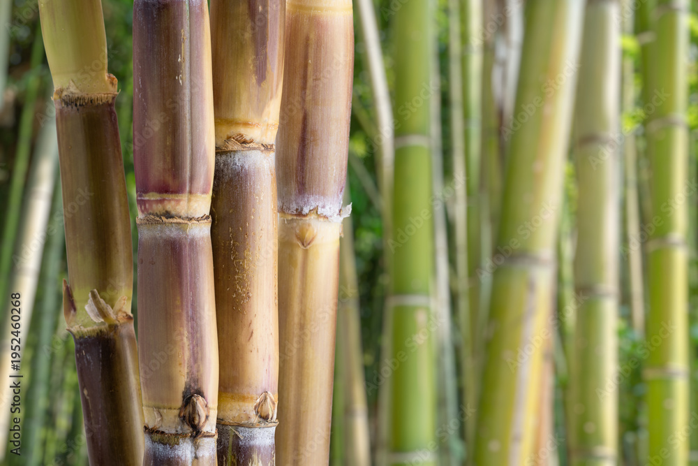 Fototapeta premium Fresh sugar cane stalks on a nature background. Natural sweetener and agricultural product concept.