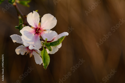 ALMENDROS EN FLOR