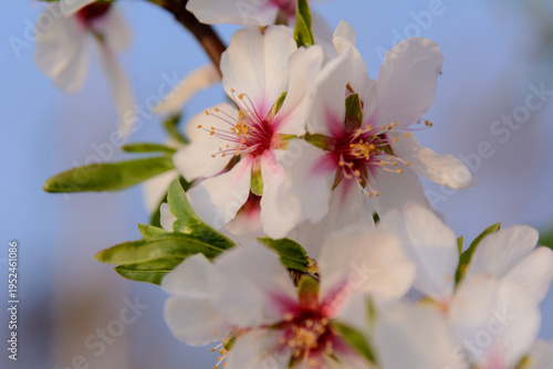 ALMENDROS EN FLOR