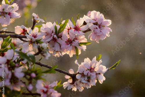 ALMENDROS EN FLOR