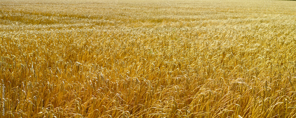 Fototapeta premium Landscape, wheat field and growth for crops at farm on horizon, banner or sustainability in summer. Outdoor, rural environment and organic grain with food production, plants or agriculture in China