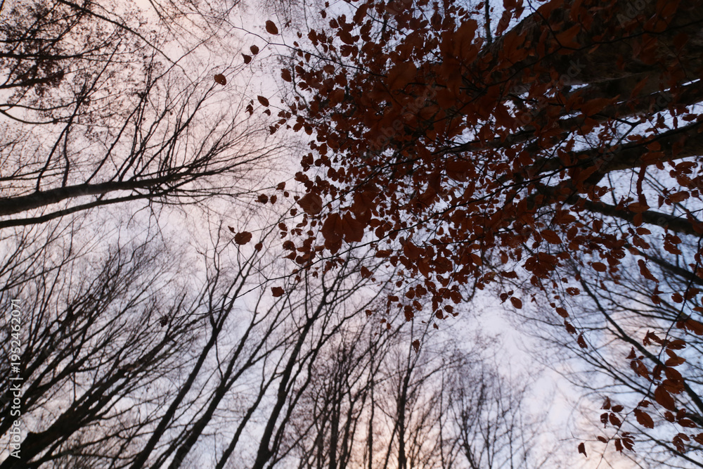 Obraz premium Bare Tree Branch Silhouettes Against Blue and Purple Sunset Sky Calm Nature, Minimal Aesthetic and Serenity Concept