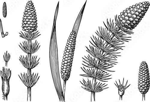 botanical illustration of horsetail plant with stems, cones, leaves, and spores in vintage