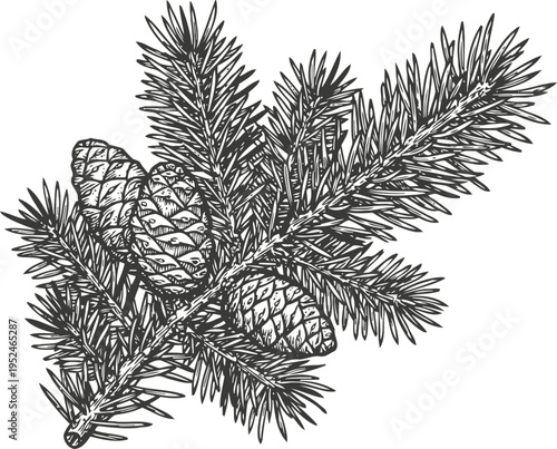 Detailed pine branch with cones illustration evergreen tree twig with needles and seed cones nature plant botanical drawing
