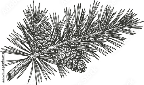 Detailed pine branch with two pine cones botanical illustration of evergreen tree plant