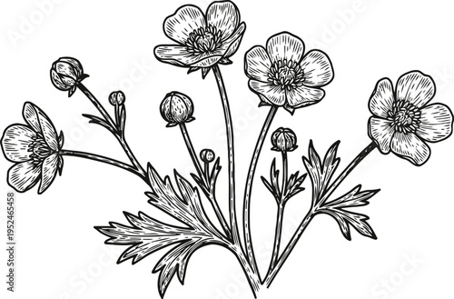 Botanical drawing of blooming buttercup flowers with detailed leaves and unopened buds