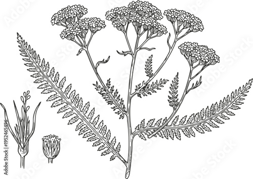 Detailed botanical illustration of yarrow plant with fern like leaves and clustered flowers