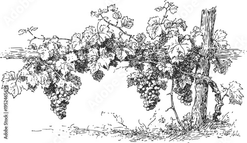 Vintage grapevine illustration with bunches of grapes and leafy vines on wooden trellis
