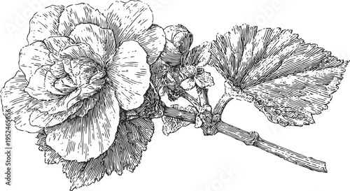 Detailed botanical illustration of begonia flower with leaves and stem in vintage engraving