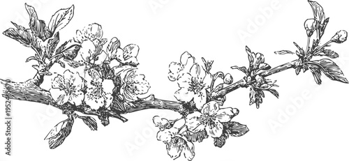 detailed black and white almond tree branch with blooming flowers and leaves vintage botanical illustration