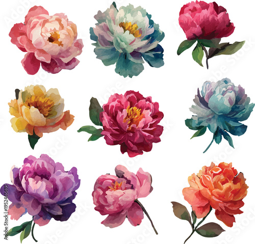 collection of roses