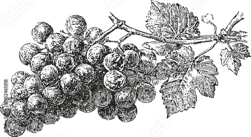 Vintage illustration of grape cluster with vine leaves and tendrils detailed botanical sketch
