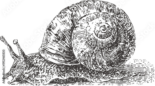 Detailed black and white illustration of a garden snail with textured shell and extended tentacles