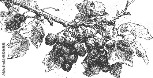 grape cluster on vine branch with leaves detailed black and white botanical illustration vintage